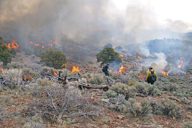 Can Wildland Fires Act as Fuel Treatment?