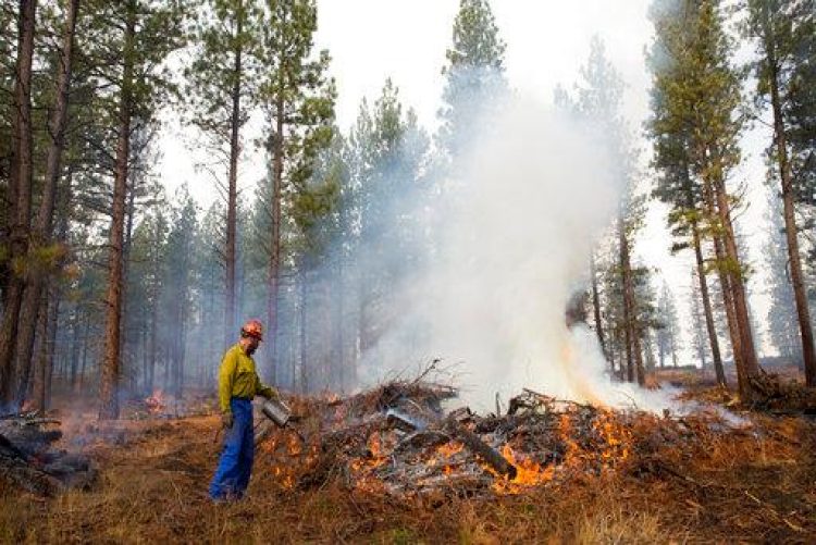 Forest Thinning Project Saved Homes from Fires, But Can It be Duplicated?