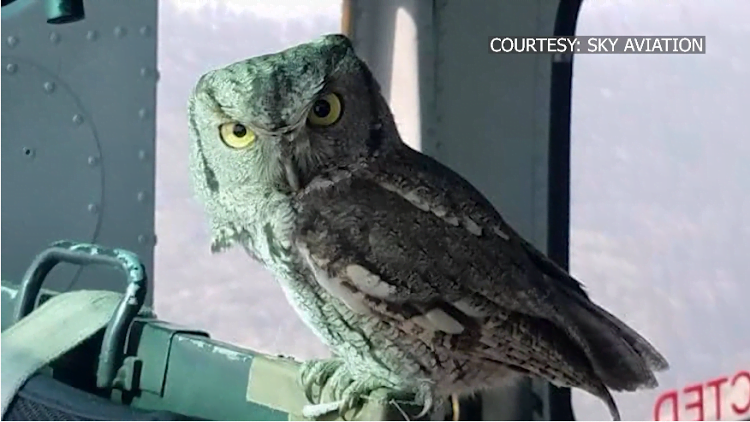 Owl Lands Inside Helicopter Battling California’s Creek Fire