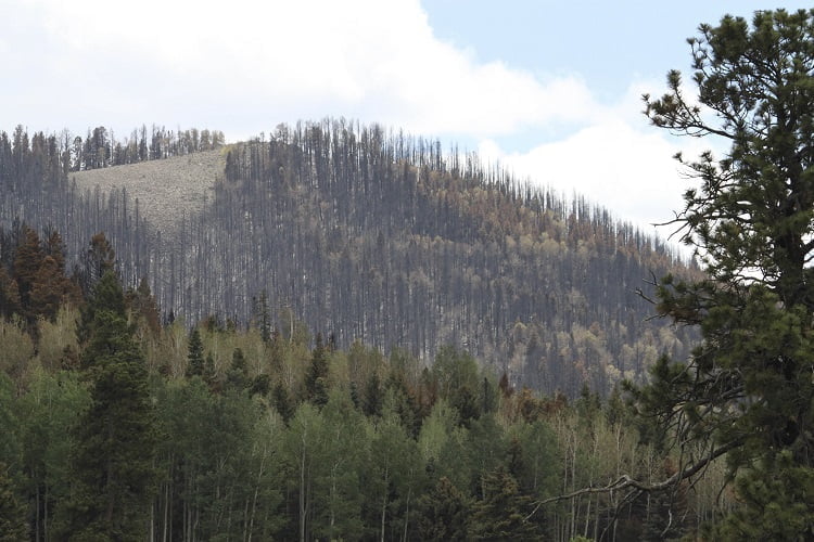 ForestTech Center Launched to Develop Integrated Technology Solutions to Combat Wildfires