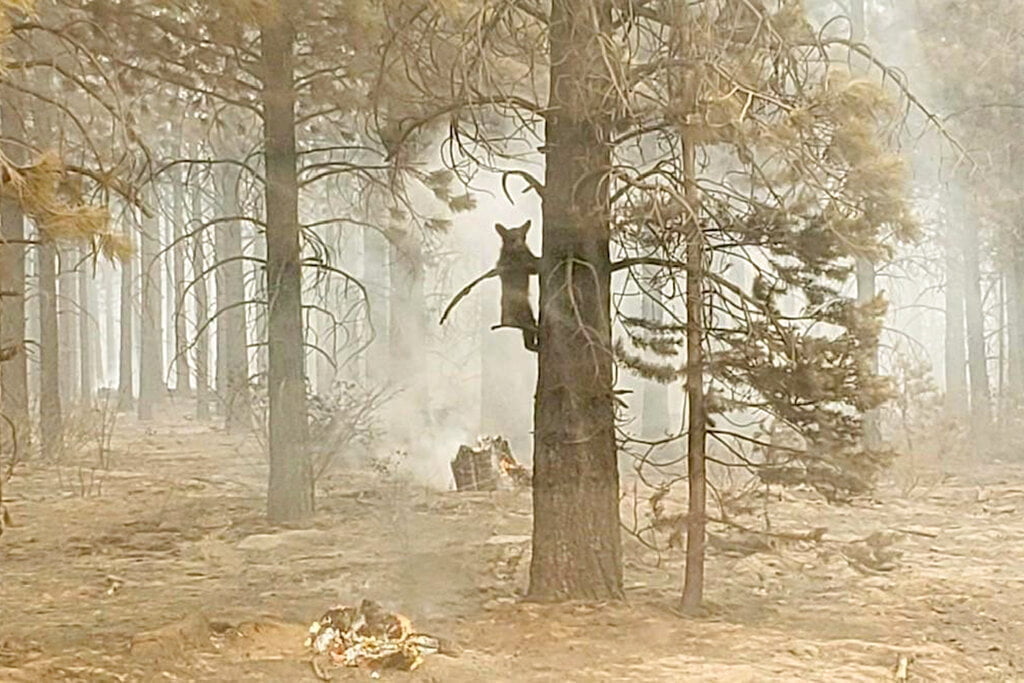 Western Wildfires: CA Fire Crosses into NV