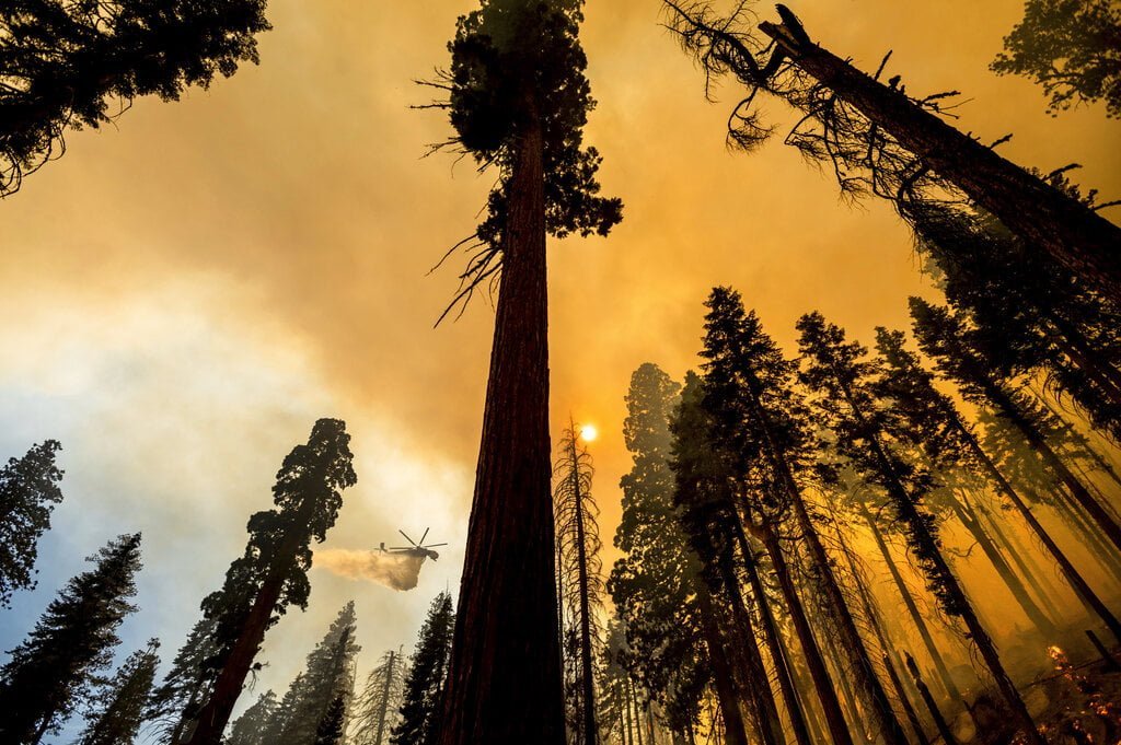 CA Firefighters Scramble to Protect Sequoia Groves
