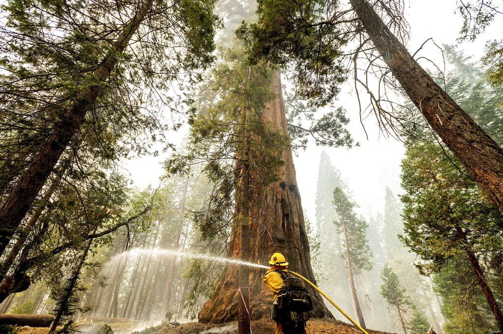 Sequoia National Park’s Giant Forest Unscathed by Wildfire