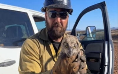 Owl With Melted Wing Tips Rescued After Falling from Burning Tree in AZ Wildfire