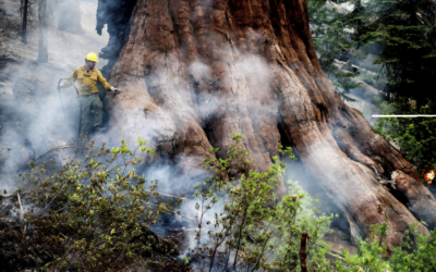 Yosemite (CA) Fire Grows as Crews Protect Iconic Sequoias