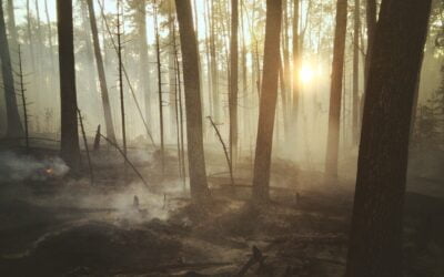 Global Warming and Extreme Forest Fires