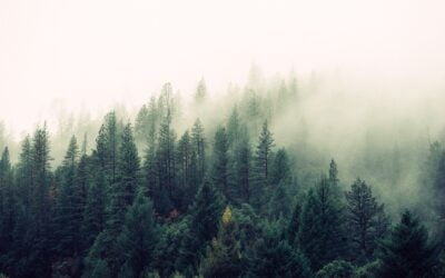 Fighting Wildfires with AI: How Smart Technology is Revolutionizing Detection and Response in 2024