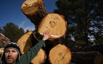 Logging in Jefferson County (CO) for Fire Mitigation Stokes Anger Among Residents