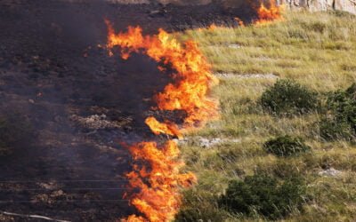 Deadly Wildfires Across the Mediterranean Destroy Homes, Threaten Nature Reserves