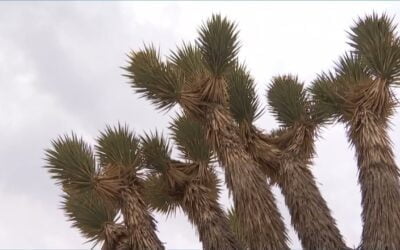 Progress Made Against Massive California-Nevada Wildfire but Flames May Burn Iconic Joshua Trees