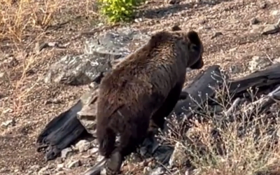 160 Firefighters Have to Abandon Their Camp Because of Persistent Bears in Canada