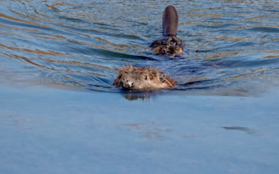 Latest Weapon in the CA War on Wildfires: Beavers!