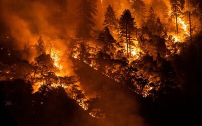 Former Criminology Professor Pleads Guilty to Igniting Four Wildfires in 2021