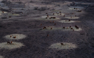 Infernos Rage From TX to Australia As Fire Season Kicks Off Early