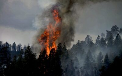 Fighting Every Wildfire Ensures the Big Fires Are More Extreme, and May Harm Forests’ Ability to Adapt to Climate Change