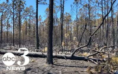 FL Panhandle Wildfire Destroys One Home and Damages 15 Others
