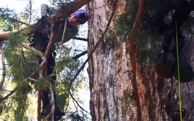 Wildfires Threaten CA Sequoias. Will a New Farm Bill Measure Actually Help?