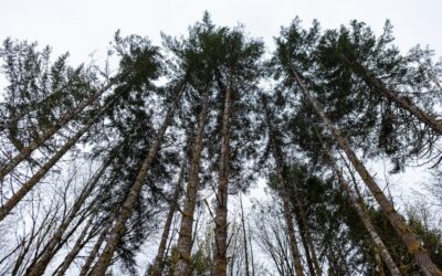 ‘It Is Bad for Women’: Workers Condemn Culture at Oregon Forestry Department