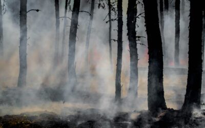 Officials: New York State Isn’t Ready to Fight More Wildfires