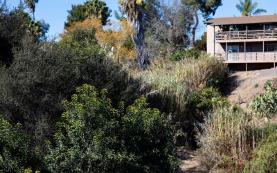 San Diego Must Overhaul Brush Management to Prevent Wildfires, a 2023 Audit Found. It’s Made Little Progress Since.