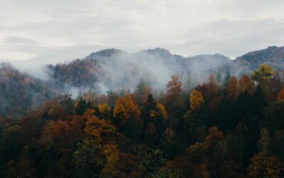 While Experts Warn of the Risk of Wildfires, NC Forest Service Struggles With 100+ Vacancies