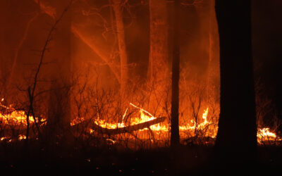Wildfire in NJ Pine Barrens at 75% Containment, Officials Say